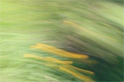 17 04 2022- buisson rond 8